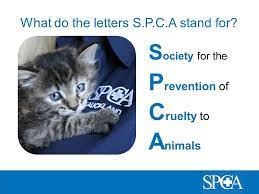 Information and translations of spca in the most comprehensive dictionary definitions resource on the web. An Introduction To The Beginning What Do The Letters S P C A Stand For S Ociety For The P Revention Of C Ruelty To A Nimals Ppt Download