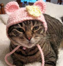 Pin On Accesorios Para Gatitos