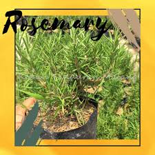 Bagi anda yang sering memasak menu makanan barat atau ala western mungkin sering menggunakan rosemary sebagai penambah aroma dan rasa. Tanaman Rosemary Bunga Rosemarin Bibit Bunga Rosemari Daun Rosemarry Tanaman Pengusir Anti Nyamuk Shopee Indonesia