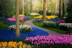 The most beautiful spring garden. Photos Of Keukenhof Flower Fields In The Netherlands Without People