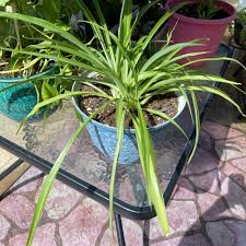 Image result for Chlorophytum affine