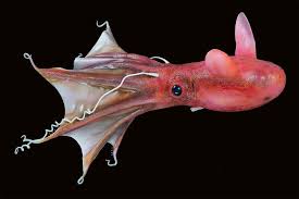 Hellish Vampire Squid Is A Relic Cephalopod Mollusk Which You Are Unlikely To Be Lucky Enough To Meet During Th Vampire Squid Deep Sea Creatures Ocean Animals