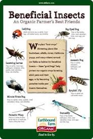 19 Best Insects Garden Allies Images Insects Beneficial