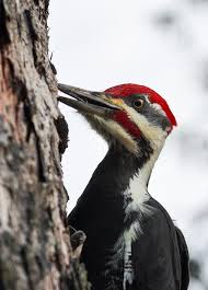 RARE WINTER BIRDS SPOTTED ON MACKINAC ISLAND
