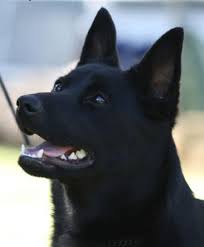 Black And Tan Kelpie Lab Mix Australian Kelpie Australian Dog Breeds Dog Breeds German Shepherd Dogs