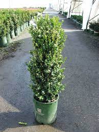 Picasa Web Albums Tracey Privacy Landscaping House Landscape Front Landscaping