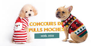 Le 26 juin dernier, se tenait comme chaque année à petaluma, en californie, le concours du « chien le plus moche du monde ». Concours C Est Noel A Big City Life Bigcitylife