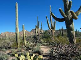 Disturbing or vandalizing a saguaro cactus is a crime in arizona and digging one out of the ground definitely counts as that. Insider S Guide To Saguaro National Park