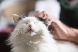 صور حيوانات اليفة Senior Cat Cat Care Cats