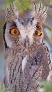 Semiha Adli Kullanicinin Kuslar Panosu Panosundaki Pin Goruntuler Ile Kus Owl Hayvanlar