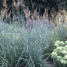 Image result for Sorghastrum stipoides
