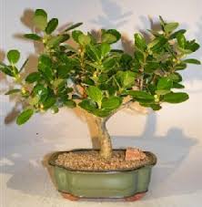 Check spelling or type a new query. Green Island Ficus Bonsai Tree Ficus Microcarpa