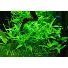 Image result for Floscopa africana