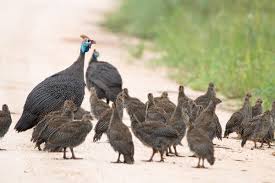 Guinea hen eggs (top right) guinea fowl have resisted man's attempts to domesticate and 'improve' the species very well. 4 Reasons Why You Should Raise Guinea Fowls With Your Chickens Insteading