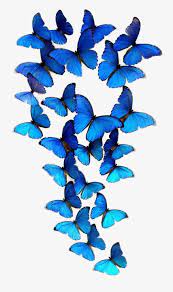 Butterfly Group Butterfly Pattern Smart Png Transparent Clipart Image And Psd File For Free Download Butterfly Clip Art Blue Butterfly Tattoo Butterfly Wallpaper Iphone