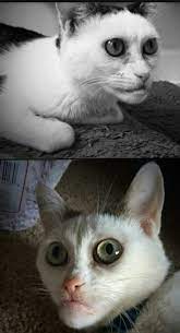 Cats Lord Umam Cat Hewan Lucu Hewan Seni Cat Air