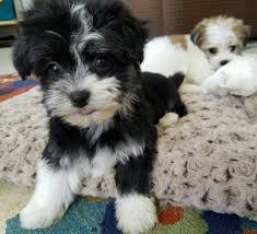 Looking for a home havanese puppies available, making your dreams of a well adjusted havanese puppy come true. Havanese Puppies Heavenly Havanese Imlay City Michigan
