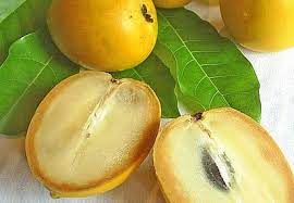Leaves are elliptic to oblong, varying in size from 10 to 20 centimeters in length, 3.5 to 65 centimeters in width. Tropical Taste Of Hawaii The Amazing Abiu Fruit Dengarden