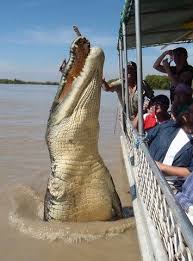 Crocodile In Northern Australia Livens Up The Tour Boat Giant Animals Saltwater Crocodile Crocodile