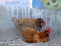 Dust baths are how your birds maintian healthy hygene and keep chickens skin and feathers healthy and clean. Dust Bathing Why Where And How Keeping Your Flock Clean And Happy Backyard Chickens Learn How To Raise Chickens