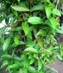 Image result for Ixora brachypoda