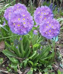 Explore ingrid eulenfan's photos on flickr. Primula Denticulata Lilac Primeln