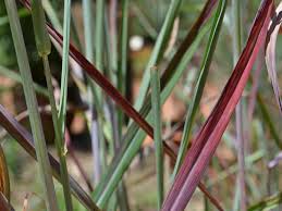 Image result for Hyparrhenia tamba