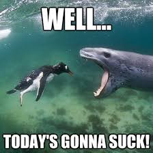 26 Fresh Memes To Kick Start Your Day Animals Mammals Leopard Seal