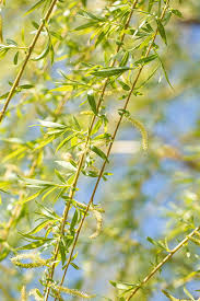 Synonyms salix vitellina 'pendula' salix alba 'vitellina tristis'. Trauerweide Salix Alba Tristis Malerisch Schone Hange Weide Gve Garten Von Ehren