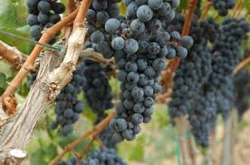 An enthusiast's guide to growing grapes and making wine at home. 8 Easy Steps To Growing Grapes Without Pesticides In Your Own Backyard