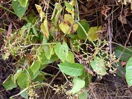 Image result for Cissus welwitschii