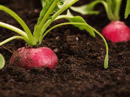 We did not find results for: How To Grow Radishes Growing Radishes The Right Way The Sage