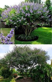 18 flowering shrubs for sun. Chaste Tree Vitex Agnus Castus Zone 5 9 Full Sun 15 25 Height Width With True Blue Clusters Of Fragrant Flow Chaste Tree Winter Plants Flowering Trees