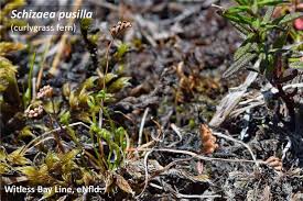 Image result for Schizaea