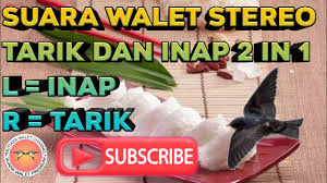 Penternakan burung walet (pbw) senonim dengan pembinaan rumah dengan modal yang cukup banyak (eg: æœç´¢suara Walet Originalç›¸å…³çš„youtubeçº¢äºº Youtubeç½'çº¢æœç´¢å·¥å…· Noxinfluencer