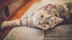 Jika kucing mengotori bokongnya dengan urine atau feses, berjalan melalui. 10 Cara Melebatkan Bulu Kucing Bersih Dan Sehat
