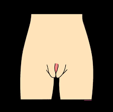 Los 5 tipos de vulvas más comunes