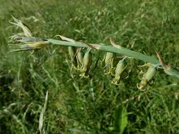 Image result for Dipcadi viride