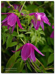 Clematis alpina, the alpine clematis, is a flowering deciduous vine of the genus clematis. Clematis Alpina Ruby Garden Outdoors Ecog Outdoor Plants