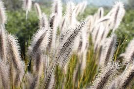 Image result for Komule empire blue