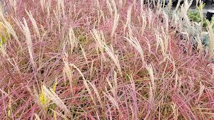 Image result for Miscanthus sinensis