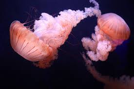 South American Sea Nettle At Georgia Aquarium Georgia Aquarium Aquarium Tropical