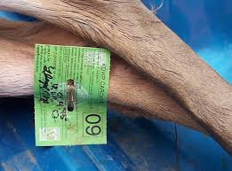 The regulation change passed the house this week by the slim margin of just three votes. Photo Of Deer Tag On Leg Extra Hunting Images Hunting Kdwp Kdwp