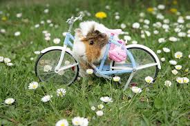 Klicke hier um dein gratis ausmalbild meerschweinchen auszudrucken. Tiere Tiere Tiere Meerschweinchen Bilder Zum Ausmalen