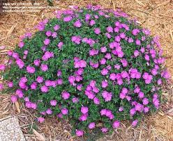 Image Result For Birch S Double Everblooming Hardy Geranium Hardy Geranium Geraniums Geranium Sanguineum