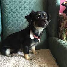 Maybe you would like to learn more about one of these? Raleigh Nc Dachshund Meet A Rockie A Pet For Adoption