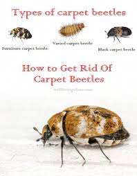 Black Beetle Like Bug In House 15 Effective Do It Yourself Ways To Get Rid Of Carpet Beetles Doityourselfpestcontrol Carpet Bugs Carpet Beetle Spray Beetle