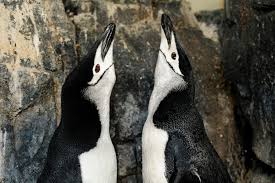 A it was nice, really. How To Help Penguins Photos