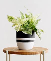 It's not as easy growing some herbs indoors as it is outside, but many herb plants grow quite well in containers and require only minimal care. 13 Beautiful Pothos Varieties You Can Grow Indoors Indoor Plant Pots Marble Queen Pothos Peperomia Plant