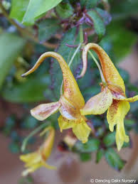 Image result for Impatiens gomphophylla